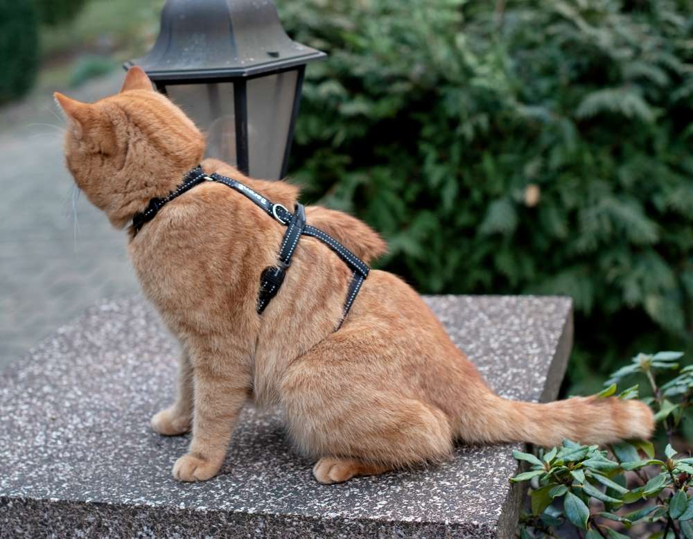 Harnais pour chat Harnais de sécurité réfléchissant noir antipanique