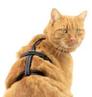 Safety Harness Pro de sécurité pour chat incassable réfléchissant noir